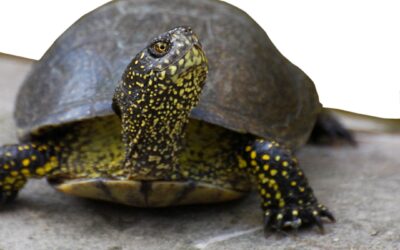 Domenica 14 luglio le tartarughe palustri tornano alla natura:  a Volta Scirocco (RA) scatta l’ora del “Big Jump… Tarta”