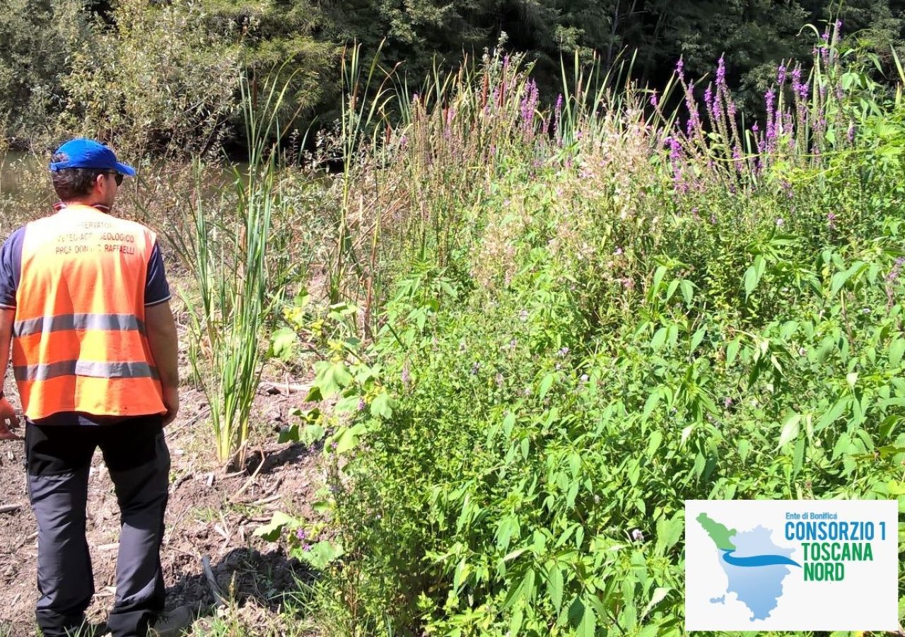 FIORI SELVATICI PER RINFORZARE GLI ARGINI – PARTE SPERIMENTAZIONE IN TOSCANA