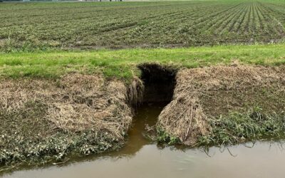 EMERGENZA NUTRIE E ANIMALI FOSSORI: A SAN SECONDO UNA TANA DI OLTRE 50 METRI CHE COSTERA’ 60 MILA EURO