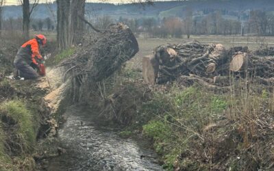 ECCEZIONALE VENTO ABBATTE GRANDI ALBERI IN TOSCANA – IL PARADOSSO DEL LEGNAME TRASCINATO DAI FIUMI E CHE DA RISORSA DIVENTA RIFIUTO SPECIALE