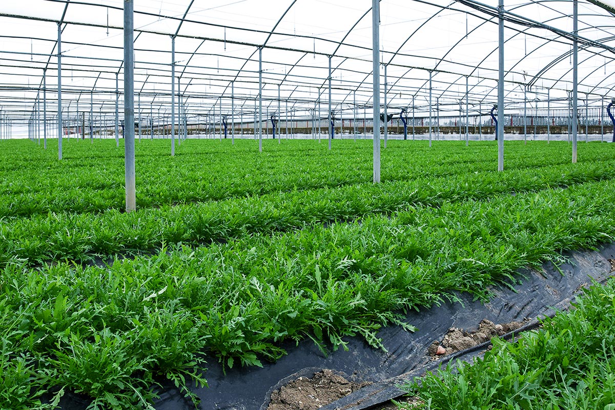 CASO SALMONELLA – DISCIPLINARE E GOCCIA VERDE TUTELANO LA SALUBRITA’ DELLA RUCOLA IGP